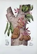 Cynometra cauliflora Illustration de Berthe Hoola van Nooten (1817-1892)