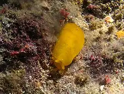 Une berthelline (Berthellina sp.)