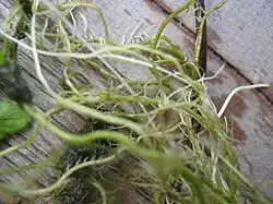  Rhizome et racines : ceux-ci sont très probablement ceux de Apium nodiflorum, beaucoup plus stolonifère et robuste que Berula erecta.