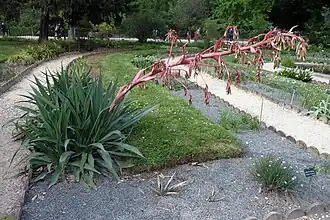 Description de l'image Beschorneria yuccoides.jpg.