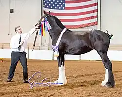 Un grand poulain noir devant le drapeau des États-Unis.
