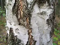 Aspect de l’écorce du bouleau verruqueux à la base du tronc.