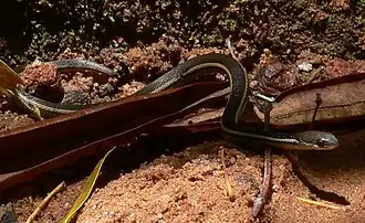 Thamnosophis lateralis