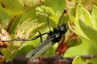 Bibio ferruginatus, mâle.