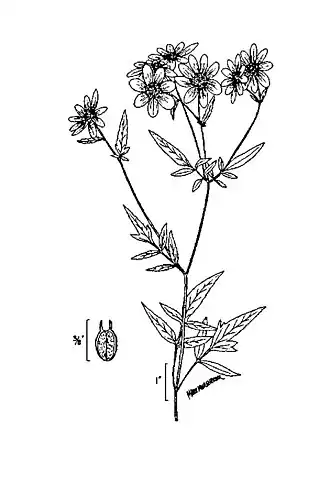 Description de l'image Bidens aristosa 2.jpg.