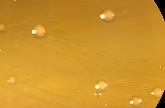 Description de l'image Bifidobacterium bifidum CDC 20527.jpg.