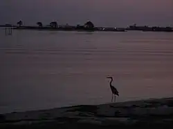 Un échassier au bord de l'eau, Perdido Key