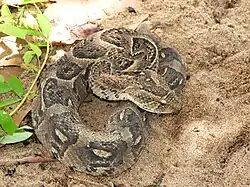 Spécimen assez jeune