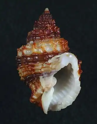 Description de l'image Bivetiella cancellata.JPG.