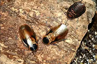 Description de l'image Blaberus discoidalis 0006 L.D.jpg.