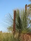 troncs de Xanthorrhoea