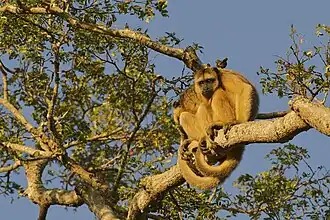 Singes hurleurs noirs, assis sur une branche, queue préhensile enroulée.