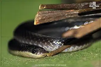 Description de l'image Black krait (Bungarus niger).jpg.