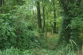 Bosquet de robiniers faux-acacia.