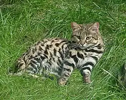 Un Chat à pied noirs au zoo de Wuppertal en Allemagne.