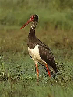 Photographie en couleurs d'un échassier aux plumes noires, à la gorge blanche, au bec et aux pattes rouges.
