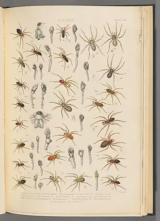 Description de l'image BlackwallSpidersPlateXIX.jpg.