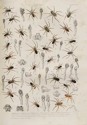 Description de l'image BlackwallSpidersPlateXVIII.jpg.