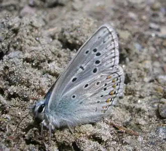 Description de cette image, également commentée ci-après
