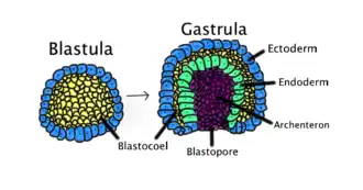 Cette image montre le processus de gastrulation. La gastrulation se produit lorsqu'une blastula, constituée d'une seule couche, se replie vers l'intérieur et s'agrandit pour créer une gastrula. Une gastrula possède 3 couches germinales : l'ectoderme, le mésoderme et l'endoderme. Certaines cellules de l’ectoderme de la blastula s’effondrent vers l’intérieur et forment l’endoderme. La blastospore est le trou créé lors de cette action. Le fait que cette blastospore se développe en une bouche ou en un anus détermine si l'organisme est un protostomien ou un deutérostomien