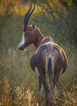 Femelle gestante (Afrique du Sud)