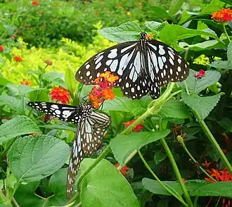 Description de cette image, également commentée ci-après