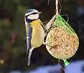 Mésange bleue se nourrissant d'un mélange de gras et de graines maintenus dans un filet