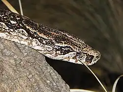 Boa constrictor occidentalis, détail de la tête.