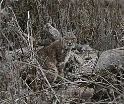 Un lynx roux dans l'environnement hivernal, à Almaden Quicksilver County Park&nbsp;(en), en Californie.