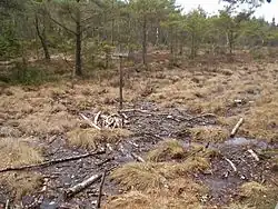 La tourbière de Bocksten.
