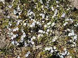 photo montrant quelques fleurs de myosotis poussant sur une rocaille. Les fleurs sont composées de 5 pétales mauves, jaunes à leur base