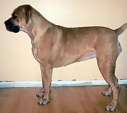 Femelle Boerboel âgée de deux ans.