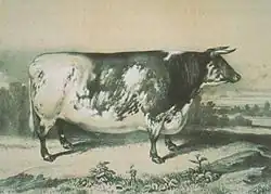 L'image noir et blanc montre un taureau pie, massif, rectangulaire à courtes pattes.