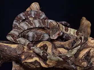 Description de l'image Boiga angulata.jpg.