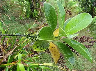 Description de cette image, également commentée ci-après