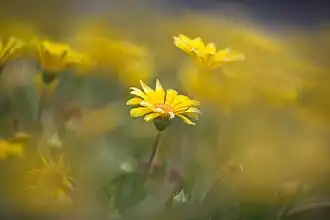 Bokeh créé avec une focale de 200&nbsp;mm et une ouverture à f/2.8.