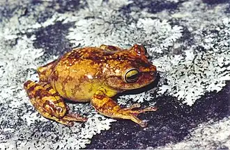 Description de l'image Bokermannohyla nanuzae.jpg.
