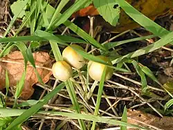 Bolbitius vitellinus.