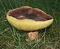 Boletus badiusSpécimen étalé à marge relevée