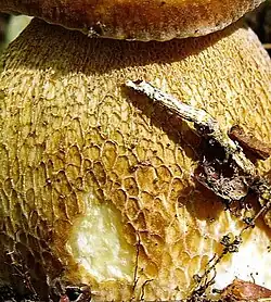 Pied orné d'un réseau souvent très étendu.