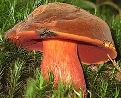Le Bolet à pied rouge (Neoboletus erythropus)