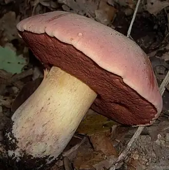 Stipe nu du Bolet des loups (Rubroboletus lupinus).