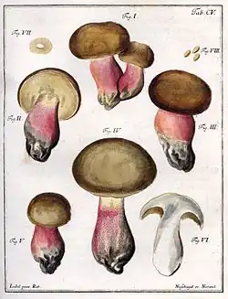 Cinq dessins de Boletus olivaceus sur pied, un d'une coupe, un d'une sporée et une représentation des spores.