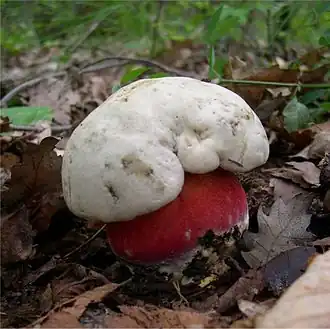 Rubroboletus satanas, Pied rougeet toxique