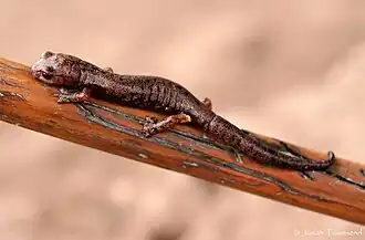 Description de l'image Bolitoglossa_cataguana02.jpeg.