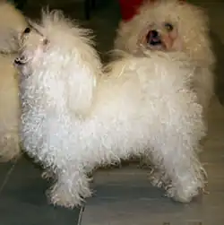 Bichon bolonais.