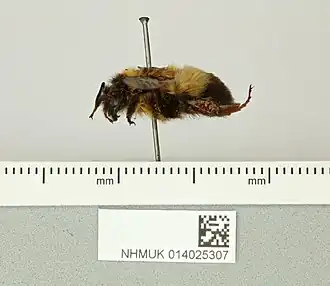 Description de l'image Bombus breviceps.jpg.