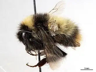 Description de l'image Bombus neoboreusBOLD.jpg.