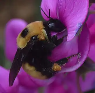 Description de l'image Bombus nevadensis 080115.jpg.
