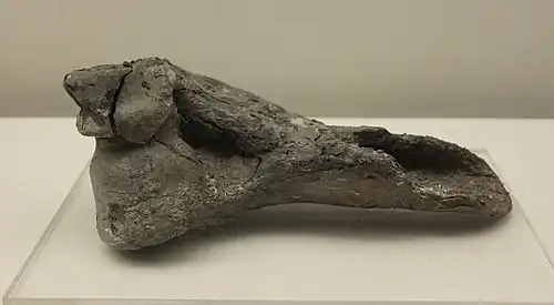 Bêche dans un humérus de gros animal, (L. 24&nbsp;cm)Site de Bashidang. Musée du Hunan.